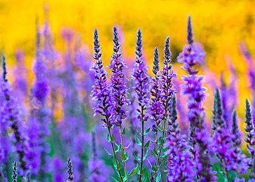 B社数字卡牌游戏《上古卷轴：传奇》即将从Steam下架